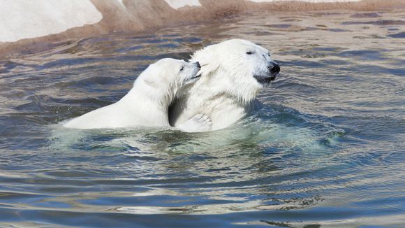 フィンランド・ラヌア動物園の赤ちゃんの水遊び　～　生後7か月目へ_a0151913_1165474.jpg