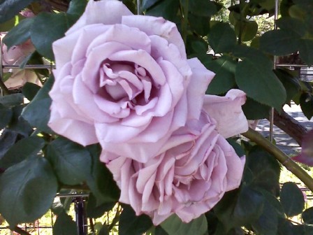 e0049015_20301474.jpg