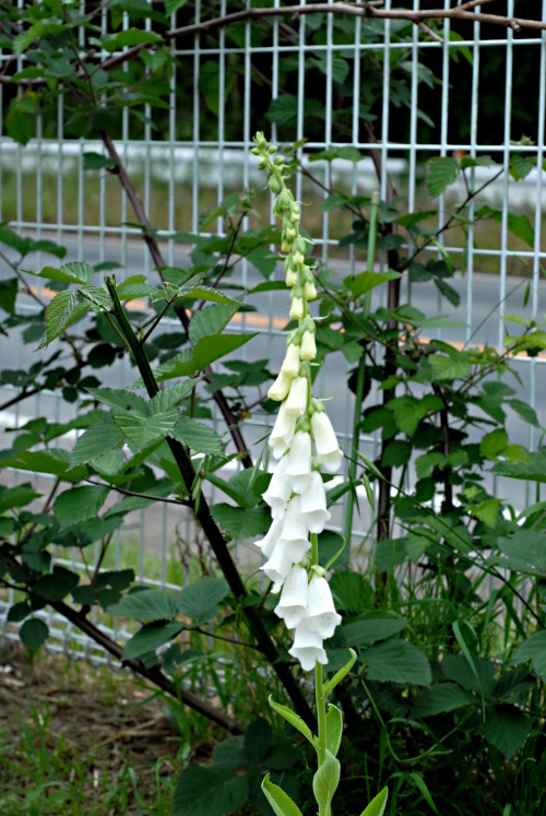 e0160417_10353824.jpg