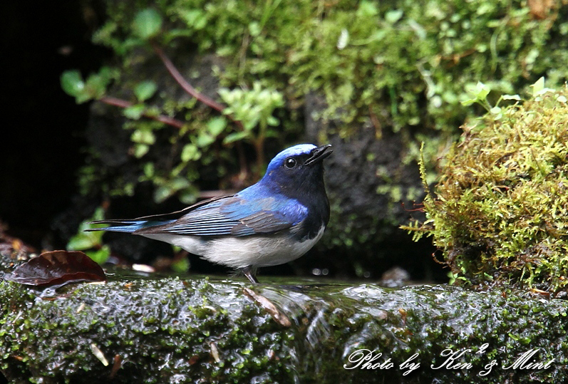 幸せの青い鳥 「オオルリ」さん♪　二人占め(*^^*)_e0218518_19471653.jpg