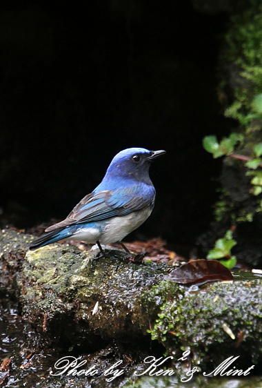 幸せの青い鳥 「オオルリ」さん♪　二人占め(*^^*)_e0218518_1947349.jpg