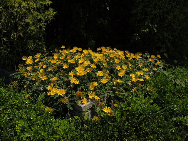 オトギリソウ姉妹・花壇コーナーの花・カワラヒワ・スズメ・ムクドリ_a0037019_6232019.jpg