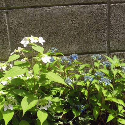 c0160822_11154513.jpg