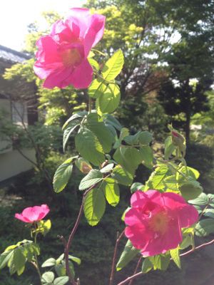 庭の薔薇&クレマチス_f0060424_12452770.jpg