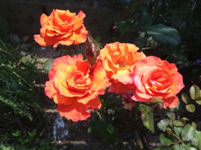 庭の薔薇&クレマチス_f0060424_12452810.jpg
