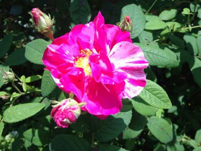 庭の薔薇&クレマチス_f0060424_12452885.jpg
