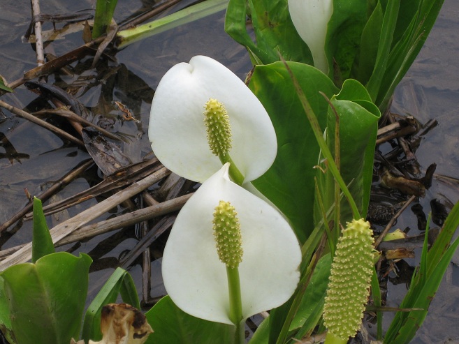 奥裾花自然園_f0224736_1318127.jpg