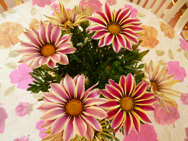 d0170140_01375.jpg