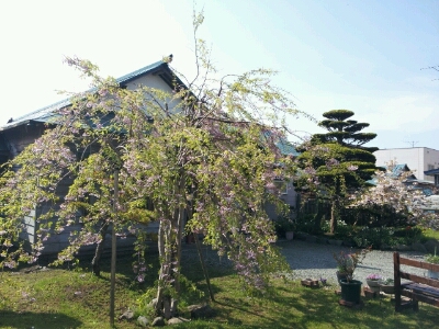 サンミートの隣の桜が満開です。_d0164343_1338199.jpg