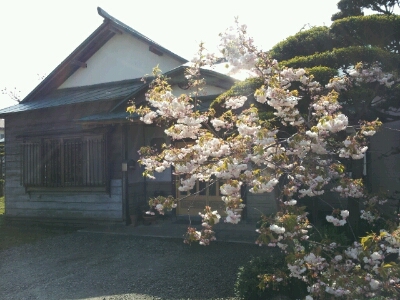 サンミートの隣の桜が満開です。_d0164343_13382440.jpg