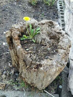 サンミートの隣の桜が満開です。_d0164343_13385012.jpg