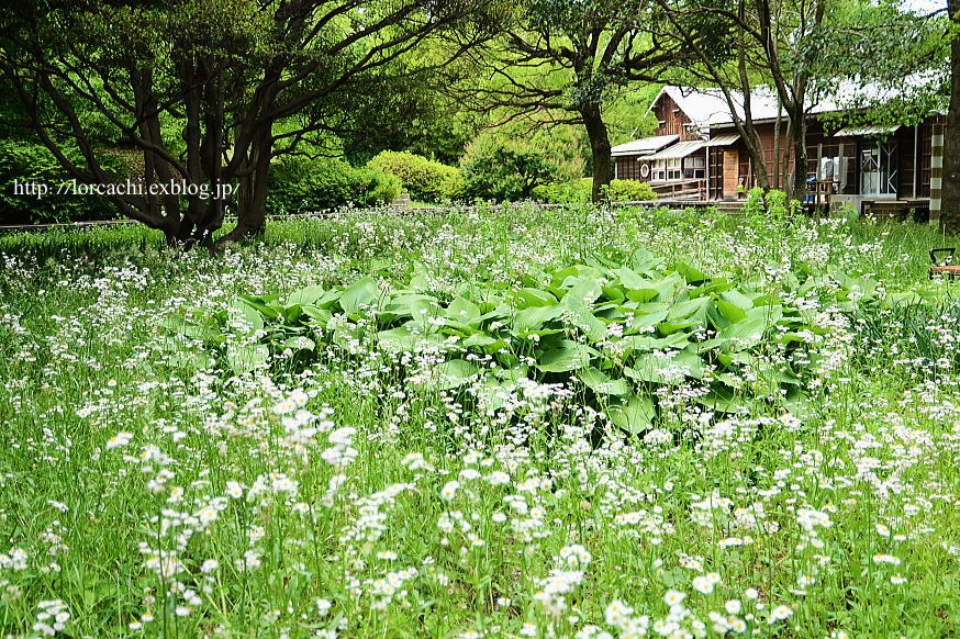 花浪漫　#42 ハルジオン（春紫苑）_f0045844_9561695.jpg