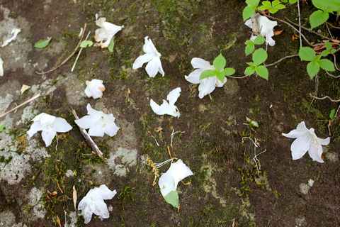 a0248459_54963.jpg