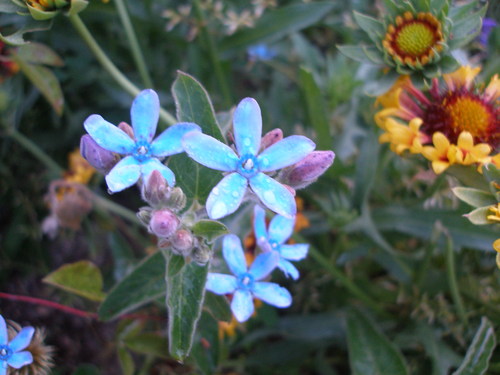 中心的にエキナセアの話、んで、畑の他の花花花_b0084961_22292114.jpg