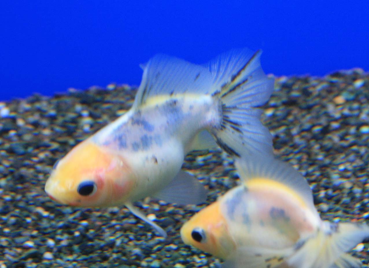 緑色の金魚 ビーボックスアクアリウム松戸店 熱帯魚 水草情報 緑色の金魚 ビーボックスアクアリウム松戸店 熱帯魚 水草情報