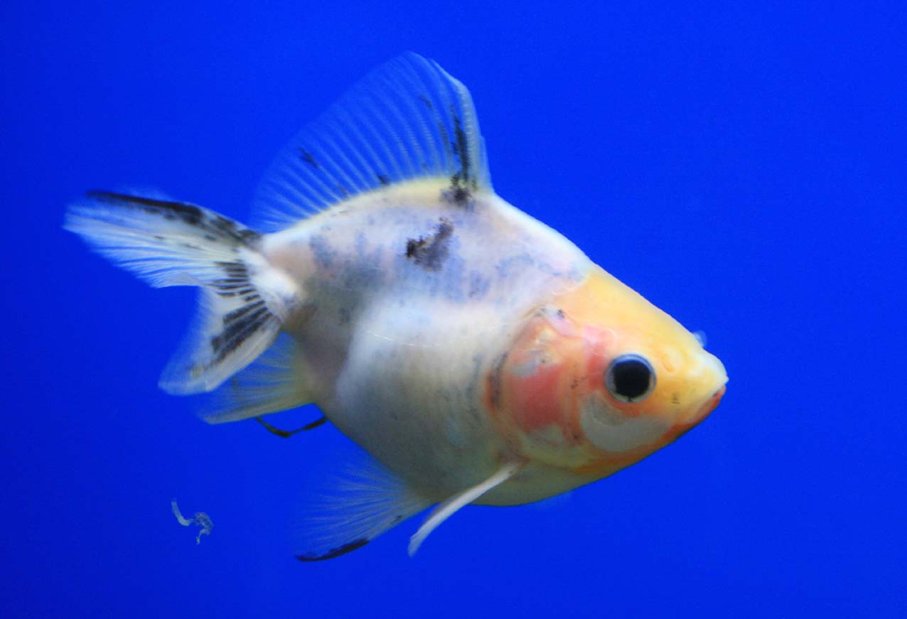 緑色の金魚 ビーボックスアクアリウム松戸店 熱帯魚 水草情報 緑色の金魚 ビーボックスアクアリウム松戸店 熱帯魚 水草情報