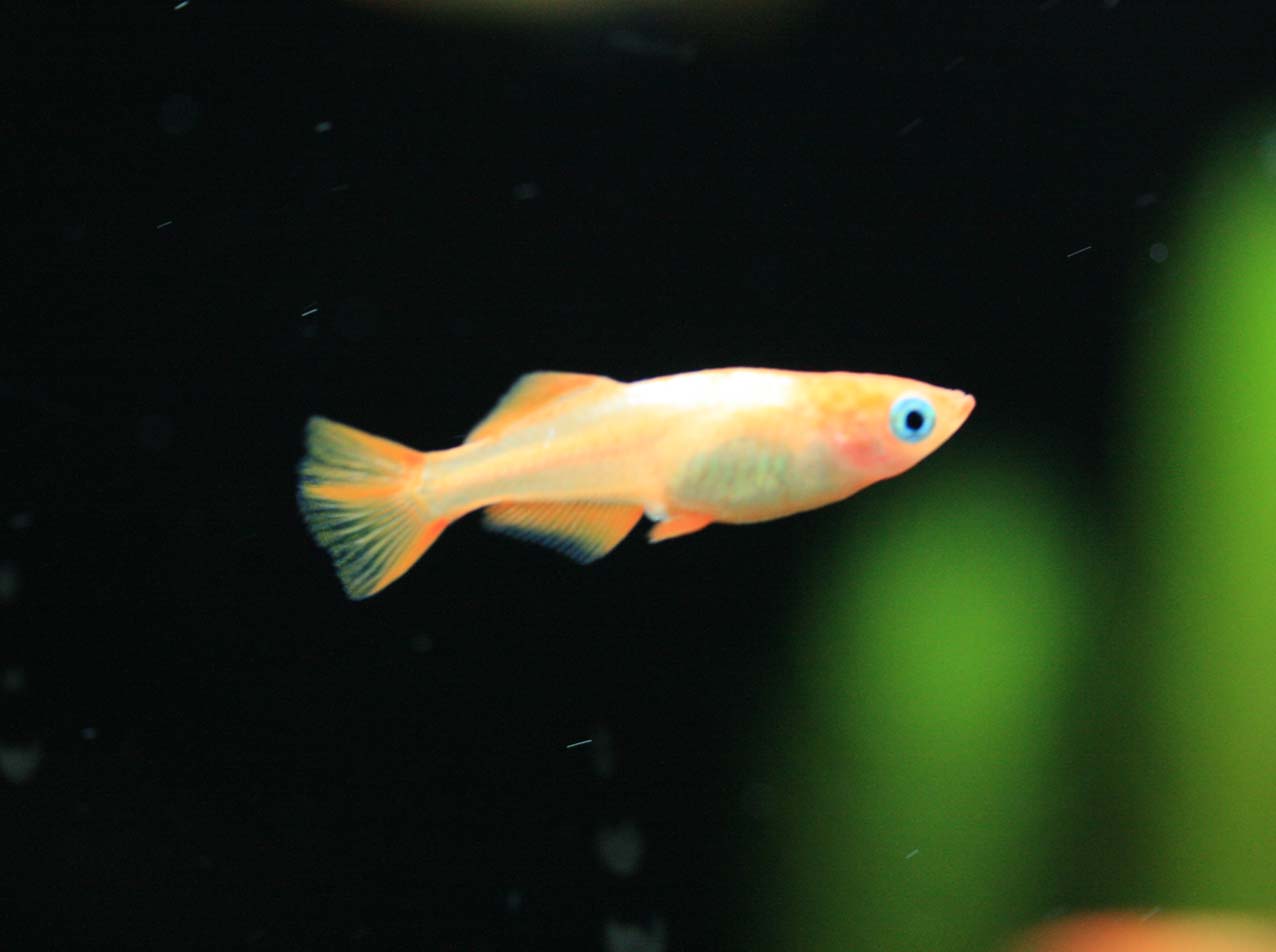 緑色の金魚 ビーボックスアクアリウム松戸店 熱帯魚 水草情報 緑色の金魚 ビーボックスアクアリウム松戸店 熱帯魚 水草情報