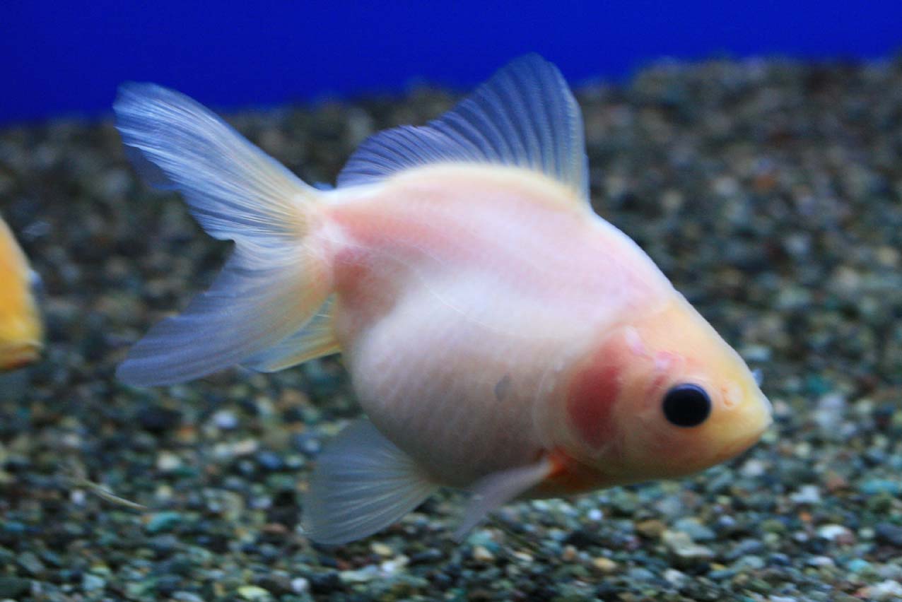 緑色の金魚 ビーボックスアクアリウム松戸店 熱帯魚 水草情報 緑色の金魚 ビーボックスアクアリウム松戸店 熱帯魚 水草情報