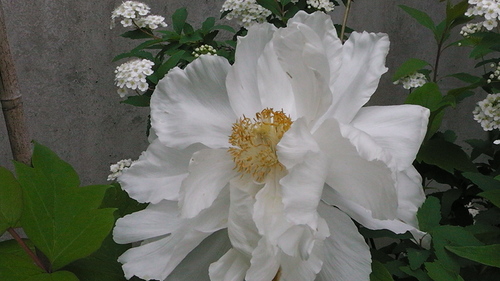 曇りの日の庭の花たち　その１_d0159273_17333614.jpg