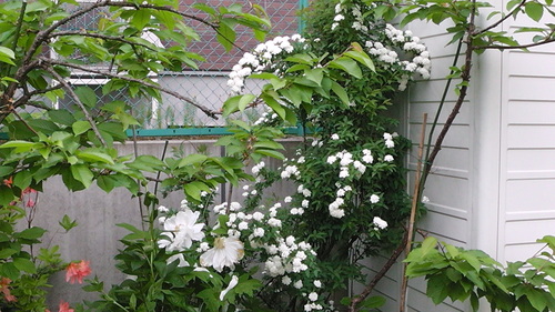 曇りの日の庭の花たち　その１_d0159273_1734273.jpg