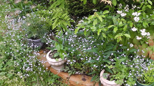 曇りの日の庭の花たち　その１_d0159273_17354452.jpg