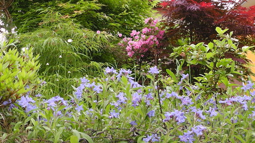 曇りの日の庭の花たち　その２_d0159273_17395782.jpg
