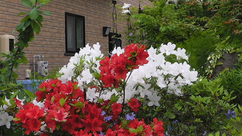 曇りの日の庭の花たち　その２_d0159273_17402036.jpg