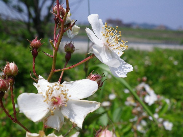 『野茨（ノイバラ）の咲く風景・・・』_d0054276_20232577.jpg