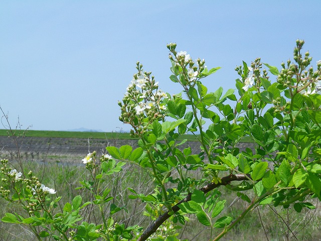 野茨（ノイバラ）の咲く風景・・・』 : 自然風の自然風だより