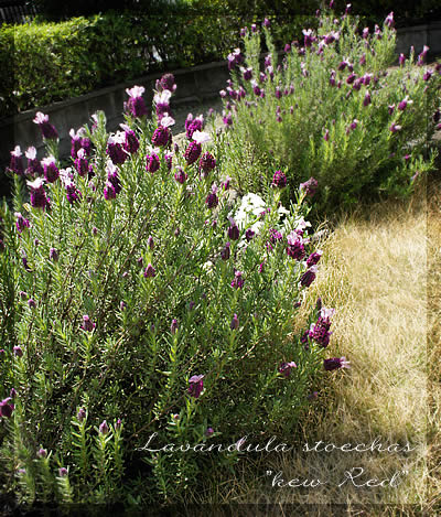 フレンチラベンダー キューレッド French Lavender Kew Red お気に入りをふやそう