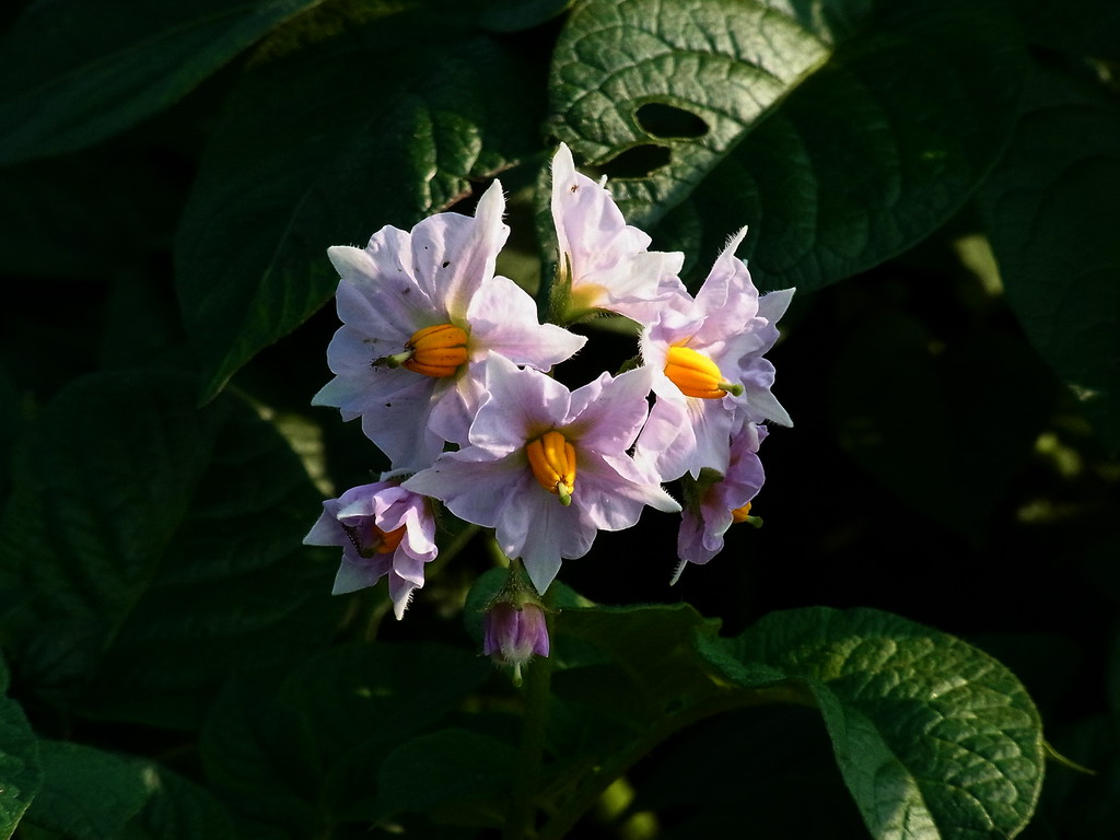 ジャガイモの花真っ盛り_e0086880_10345175.jpg