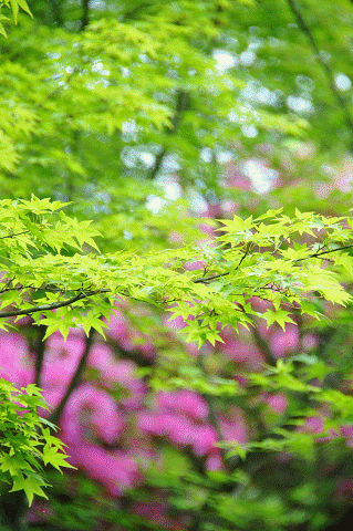 a0275782_16391170.gif