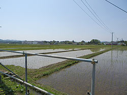 5月24日の田んぼ(上目黒小・枝野小)_d0247484_13513454.jpg