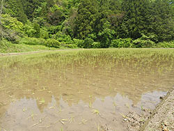 5月24日の田んぼ(月光原小・西根小)_d0247484_14255473.jpg
