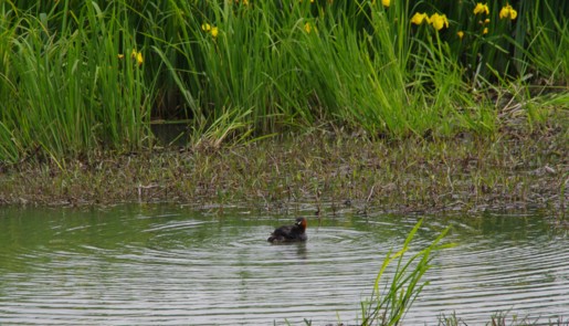 琵琶湖畔をいく ヨシ原 カイツブリ 柳の綿毛 寧楽悠々自然流 琵琶湖畔をいく ヨシ原 カイツブリ 柳の綿毛 寧楽悠々自然流