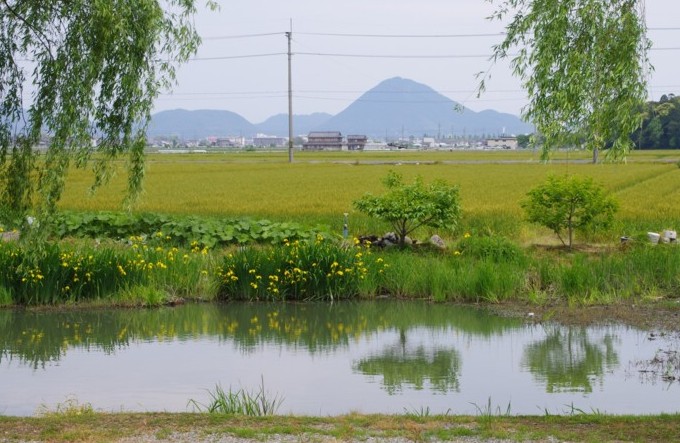 琵琶湖畔をいく　ヨシ原・カイツブリ・柳の綿毛・・・_c0144185_2184652.jpg