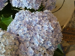 紫陽花 ♪_c0080689_1124535.jpg