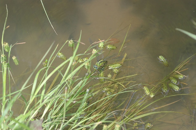 e0070891_18471018.jpg