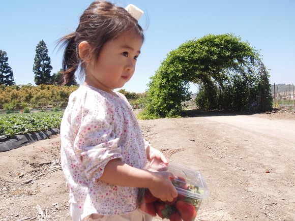 strawberry picking☆いちご狩り_d0182697_15543295.jpg