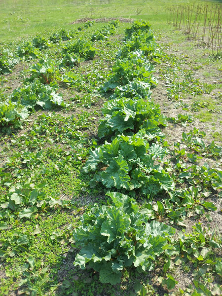 2012.5.25 ルバーブそろそろ収穫します_d0160199_163557.jpg
