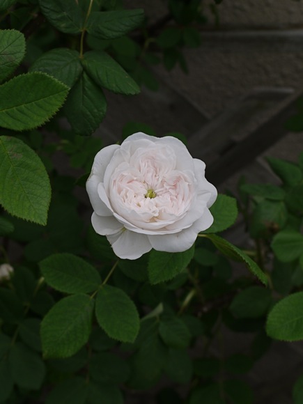 White Roses_e0163202_19574661.jpg