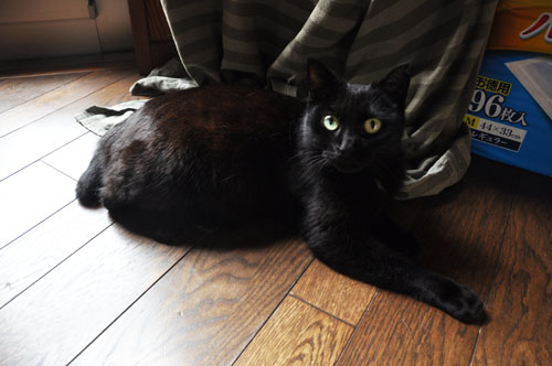 黒猫大行進 第２部 出産準備 りきの毎日