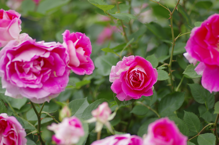 ~港の見える丘公園　薔薇　１_b0151409_22371021.jpg