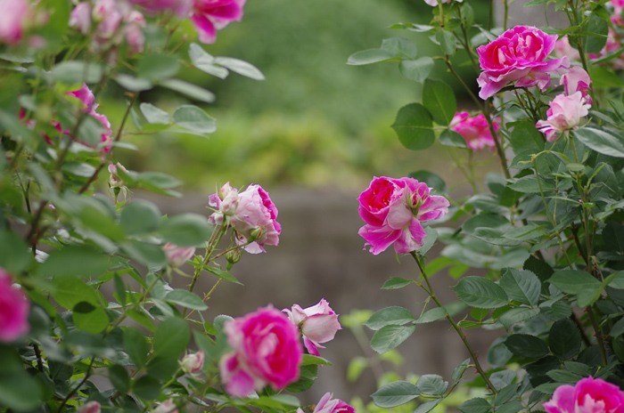 ~港の見える丘公園　薔薇　１_b0151409_2255534.jpg