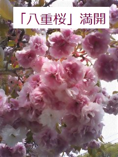 b0200310_8462999.jpg