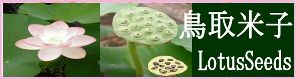 米子の LotusSeeds での、スタディグループ2012年5月_d0103413_20373853.jpg