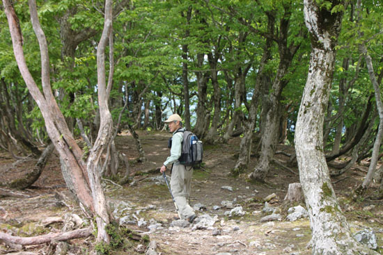 駒ヶ岳 ブナ林を歩く_e0048413_205693.jpg