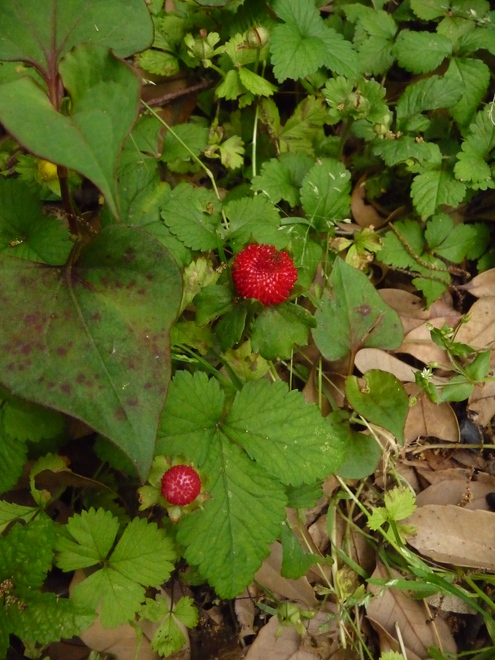 b0087914_12114189.jpg