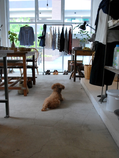 zakka+utuwa SABI のロッタ_c0177814_1534331.jpg