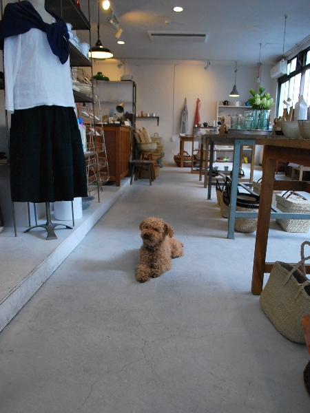 zakka＋utuwa SABI のロッタ_c0177814_1535175.jpg